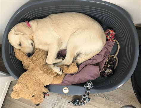 Pes spokojne spí vo svojom pelechu