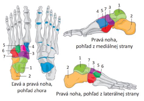 Anatómia zdravej a zdeformovanej nohy pri pes equinovarus