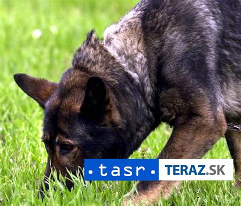 Ilustračná fotografia psa na vôdzke v lese