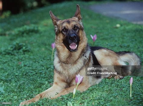 Prvý predstaviteľ Rexe, Reginald von Ravenhorst