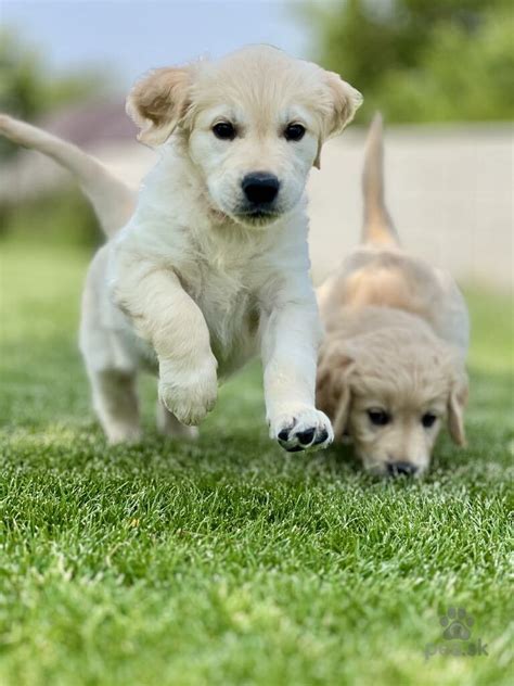 Zlatý Dox - mix jazvečíka a zlatého retrievera