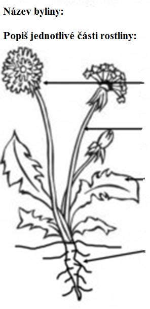 Byliny a korene používané v Kofole