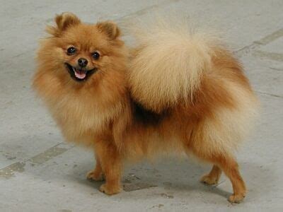 Nemecký špic stredný s typickou srsťou