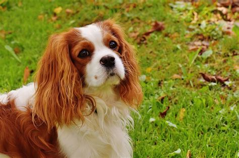 História plemena Cavalier King Charles Španiel