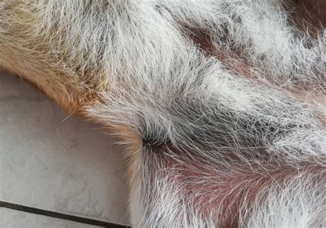 Príznaky atopickej dermatitídy u psa