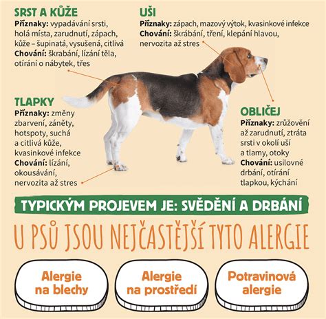 Veterinárny test alergie u psa