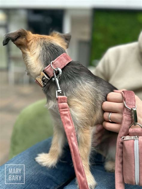 Štýlové psie doplnky: obojky, vodítka, oblečenie