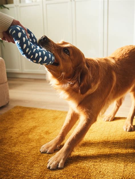 Pes hrá sa s hračkou