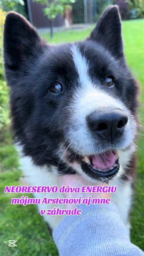 Pes vnímajúci energiu človeka