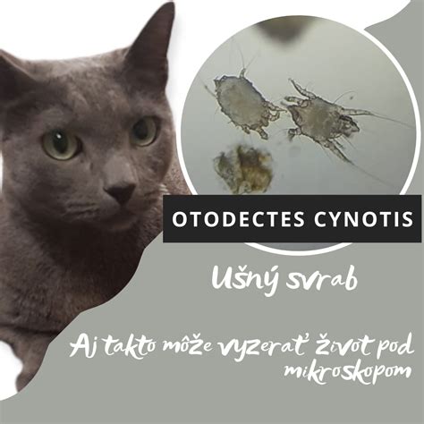 Ušný svrab u psa - mikroskopický pohľad na roztoče Otodectes cynotis