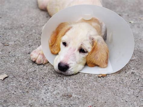 Príznaky ušného svrabu u psa: tmavohnedá usadenina v uchu