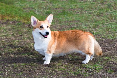 Welsh Corgi Cardigan pes