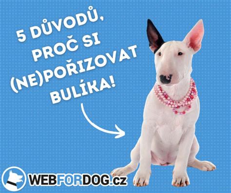 Typická hlava bulteriéra