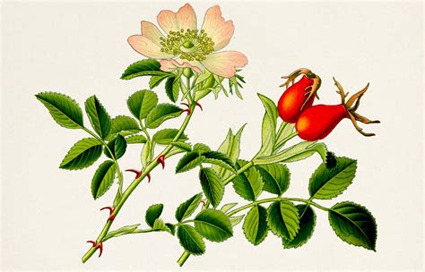 Botanický nákres psej ruže