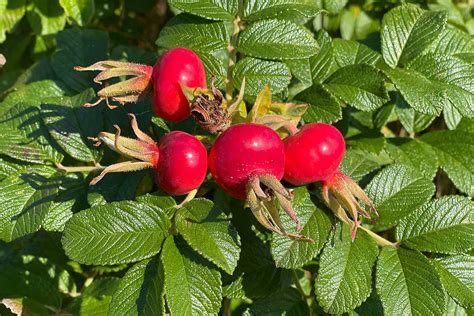 Plody psej ruže a vitamín C