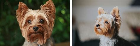 Jorkšírsky teriér v rôznych pózach