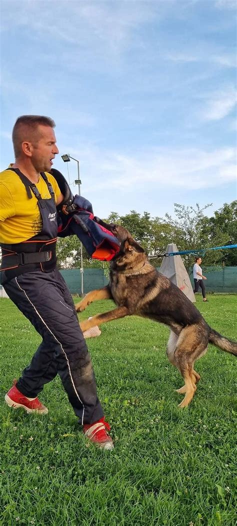 Nemecý ovčiak v exteriéri