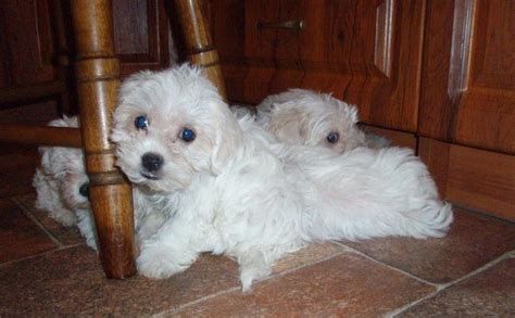 Šteniatka bolonského psíka pripravené na nový domov