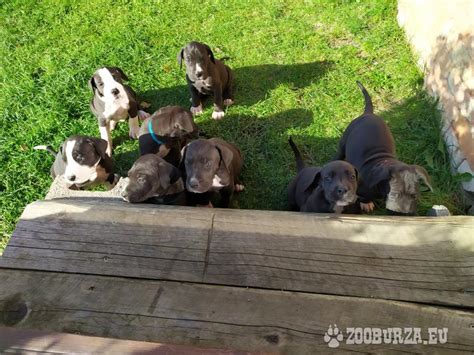 Inzerát na predaj šteniatka argentínskej dogy