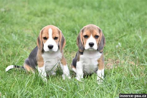 Bígl s typickým húževnatým výrazom