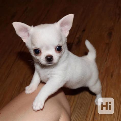 Čivava s dlhou srsťou