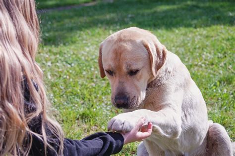 Pes s bolestivým bruchom