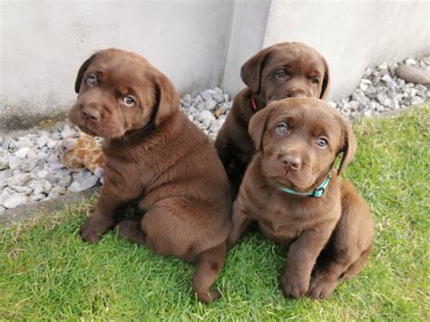 Šteniatka labradora hrajúce sa s deťmi