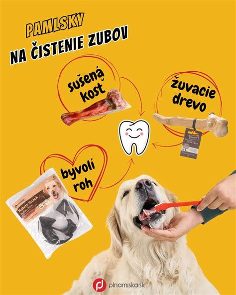 Ilustrácia starostlivosti o psa: čistenie uší, kontrola zubov