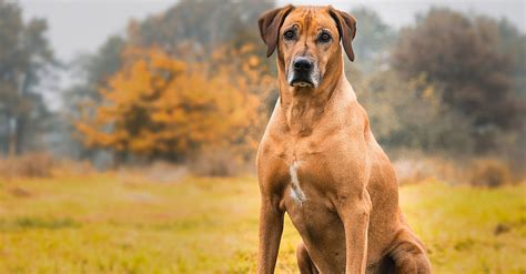 Povaha Rodézskeho Ridgebacka