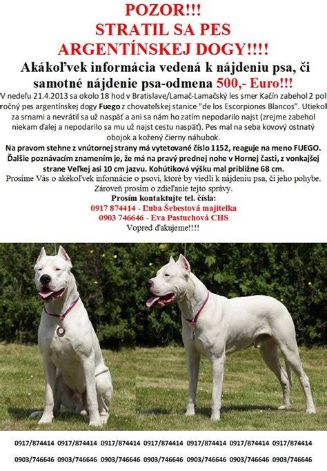 Šteňa argentínskej dogy pri socializácii