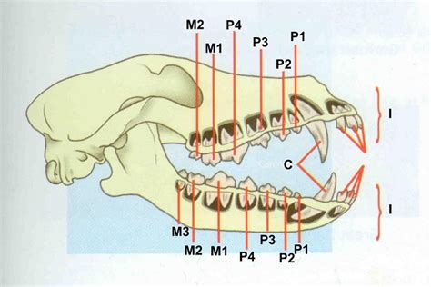 Ilustrácia perzistentných mliečnych zubov u psa