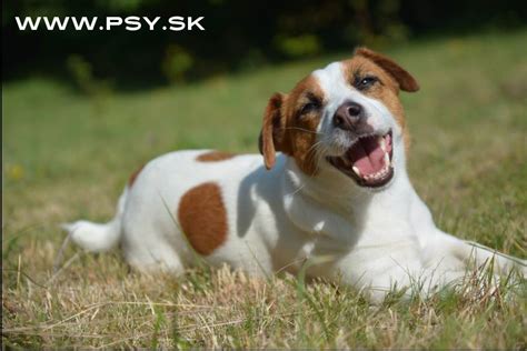 Ilustrácia chovateľa a šteniatka