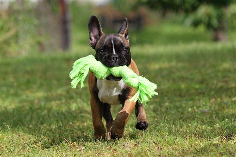 Základná výbava pre šteniatko