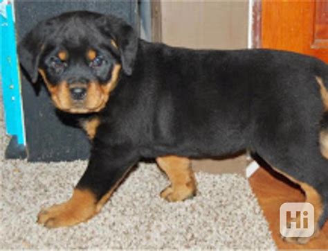 Štandardný vzhľad rotvajlera