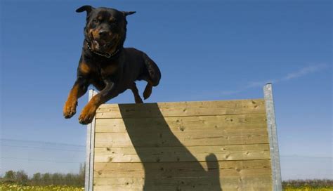 Rotvajler pri hre a športe