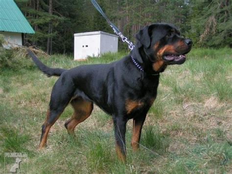 Rotvajler ako rodinný pes