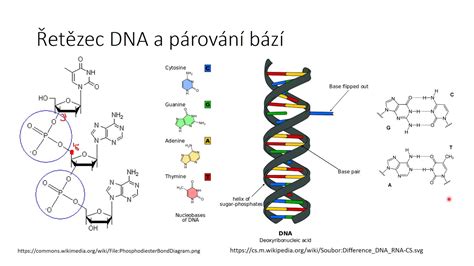 Štruktúra DNA s duplicitnými helixmi