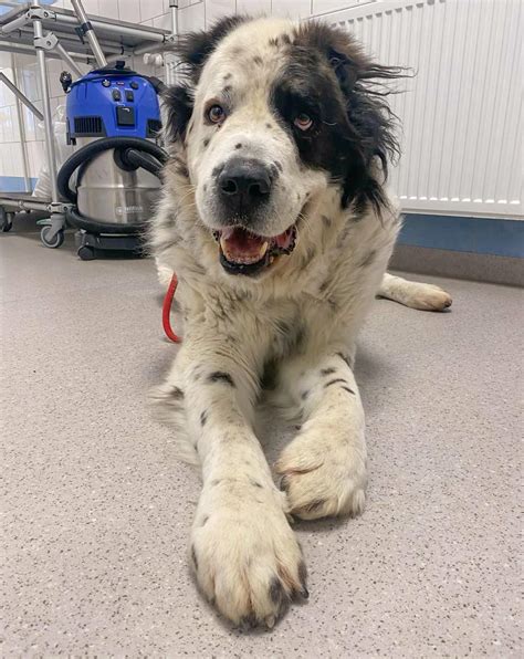 Pes s dehydratáciou a jeho príznaky