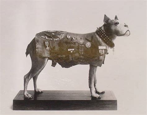 Seržant Stubby, najviac vyznamenaný vojnový pes