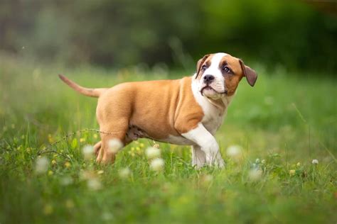 Šteňa bulteriéra v období strachu