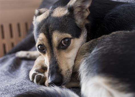 Pes prejavujúci strach