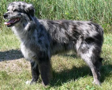 Pyrenejský ovčiak hrajúci sa s deťmi