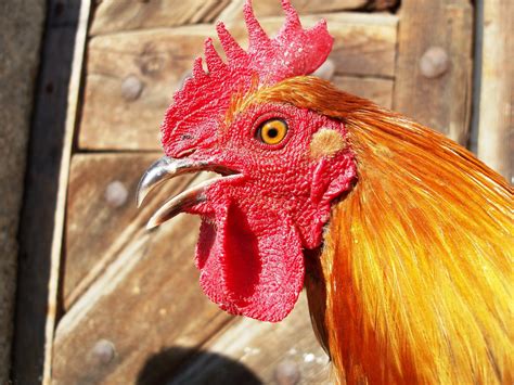 Detail hlavy pyrenejského ovčiaka s typickou srsťou