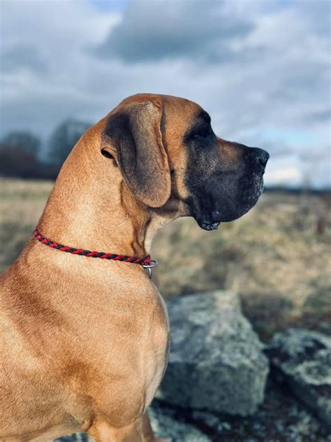 Štandardné sfarbenie nemeckej dogy