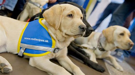 Výcvikové centrum pre vodiace psy