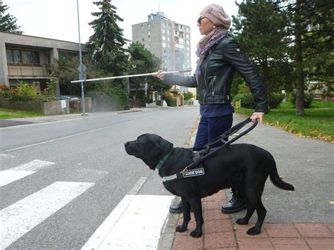 Vodiaci pes v postroji pri práci