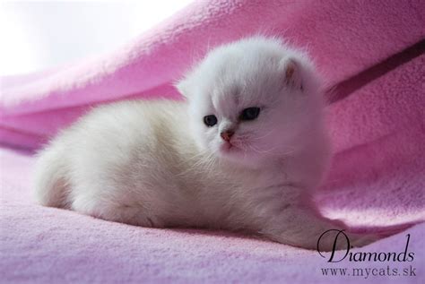 Genetika farby srsti mačiek