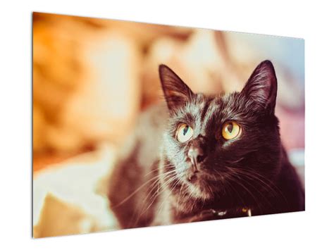 Stredoveký obraz čiernej mačky