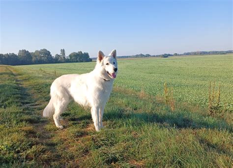 Porovnanie bieleho švajčiarskeho ovčiaka a nemeckého ovčiaka
