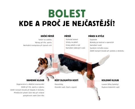 Pes prejavujúci agresivitu a jeho telo